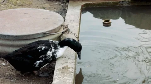 Black and white goose drinking water Video stock 172451028