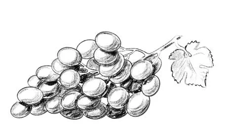 Black and white grape with leaf. Stock Illustration
