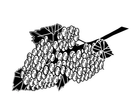 Black and white grapes vector art Stock Illustration
