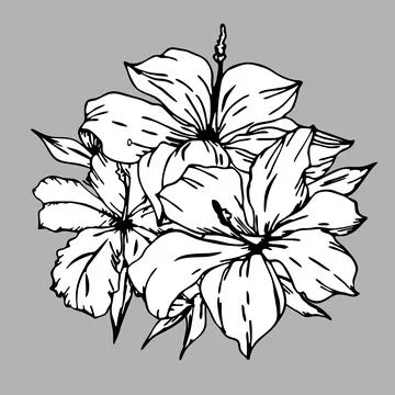 Black and white graphic linear drawing of a branch of flowers on a gray bac.. Stock Illustration