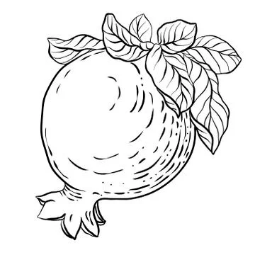 Black-and-white graphic vector illustration with pomegranate fruit Stock Illustration