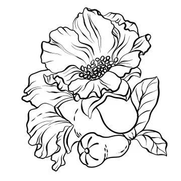 Black-and-white graphic vector illustration with pomegranate flowers and frui Stock Illustration