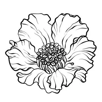 Black-and-white graphic vector illustration with pomegranate flower Stock Illustration