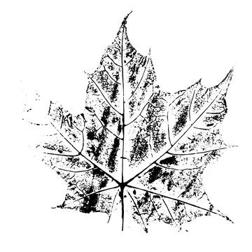 Black and white grunge maple leaf. Distressed textured silhouette of autumn.. Stock Illustration