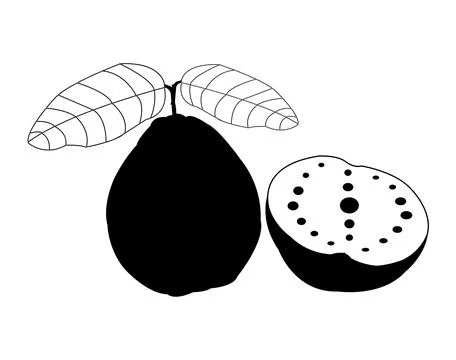 Black and white guava vector Stock Illustration