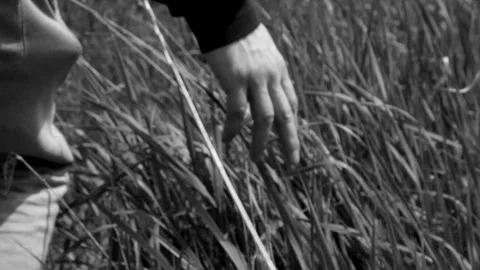 A black and white guy or man runs his hand along the grass growing on the field Stock Footage 276081898