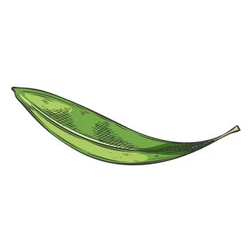 Black and white hand-drawn sketch of a tea tree leaf, tropical plant. Stock Illustration