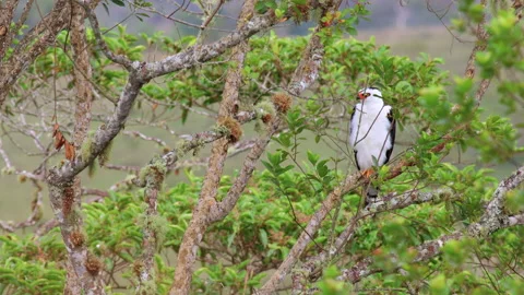Black-and-white Hawk-Eagle,hunting perched tropical nature closer Stock Footage 278325317