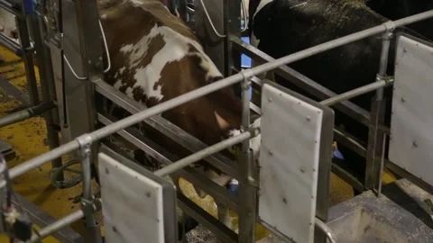 Black and white holstein cows enter barn of dairy farm in the netherlands Stockbeeldmateriaal 146022787