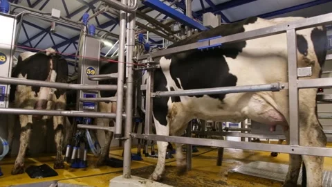 Black and white holstein cows enter barn of dairy farm in the netherlands Stockbeeldmateriaal 146023397