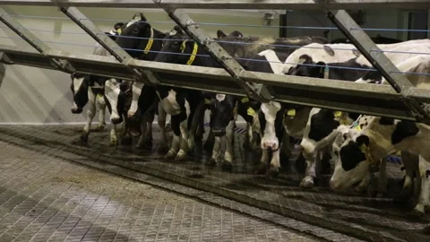Black and white holstein cows enter barn of dairy farm in the netherlands Stockbeeldmateriaal 146024434