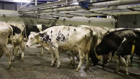 Black and white holstein cows enter barn of dairy farm in the netherlands Stockbeeldmateriaal 146025073
