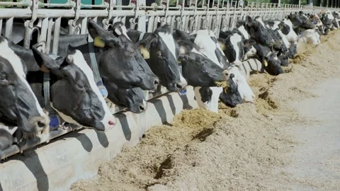 Black and white Holstein cows eating hay peeking through stall fence on Stock-Footage 167813532