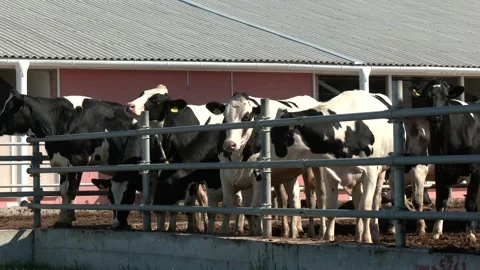 Black and white Holstein cows on a dairy farm in pens Stock Footage 290066554