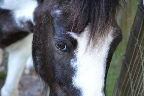 Black and White Horse Face Close-up Stock Photos