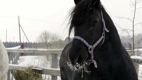 Black and white horse inside the paddock Stock Footage 76981024