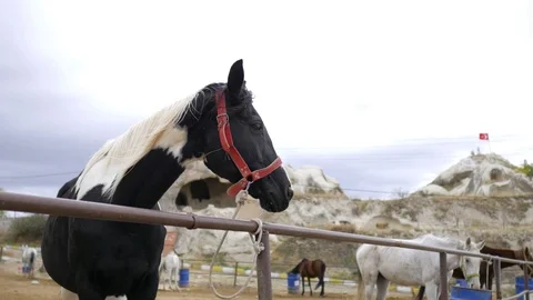 Black and white horse in paddock in cappadocia Stock Footage 100921724