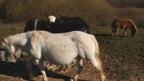 Black and white horses drinking Video stock 105228664