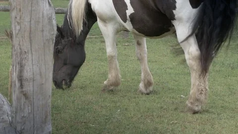 Black and white horses eats grass near the wooden fence  Video stock 79219973