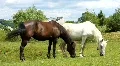 Black and white horses on the meadow HD Footage