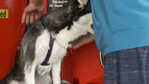 Black and White Husky Getting Washed Stock-Footage 102401307