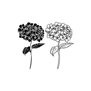 Black and White Hydrangea Flower Silhouettes. Vector icon. Stock Illustration