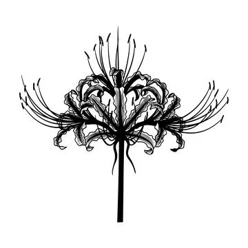 Black and white illustration of a dramatic flower with long thin petals vecto 스톡 일러스트
