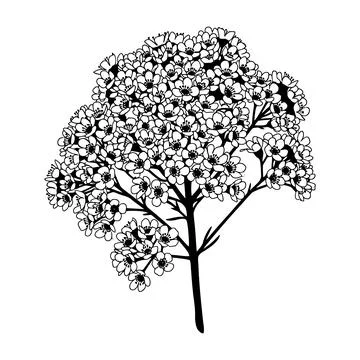 Black and white illustration of a tree with many small flowers vector Stockillustratie