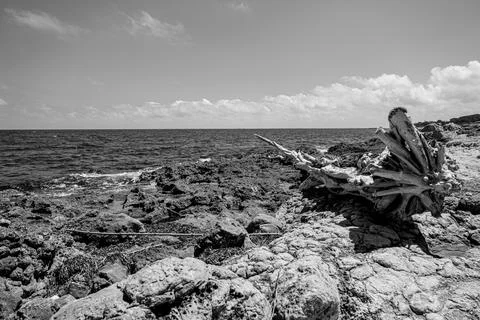 Black and white image of a beach with woods on the shore. Stock Photos