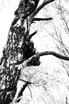 Black and white image of a bear climbing on a tree in the forest Stock Photos