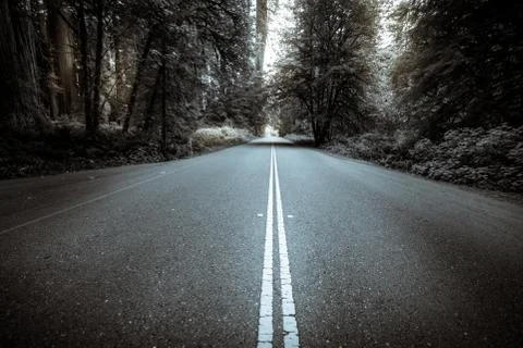 Black and white image of a forest road. Stock Photos