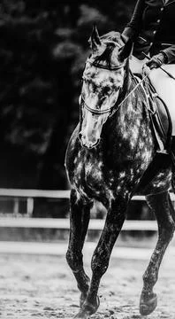A black-and-white image of a galloping dappled gray horse with a rider in the Stock Photos