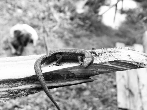 Black and white image of a lizard resting on a tree branch. Stock Photos