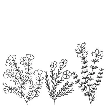 Black and white image of meadow flowers and twigs Stock Illustration