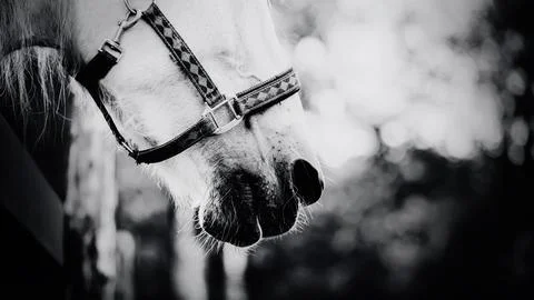 A black and white image of the muzzle of a white horse standing on a farm. Ag Stock Photos