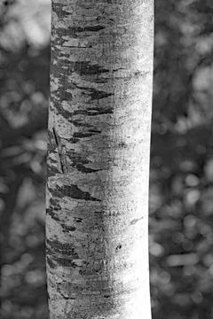 Black and white image of the patterned trunk of a birch tree 스톡 사진