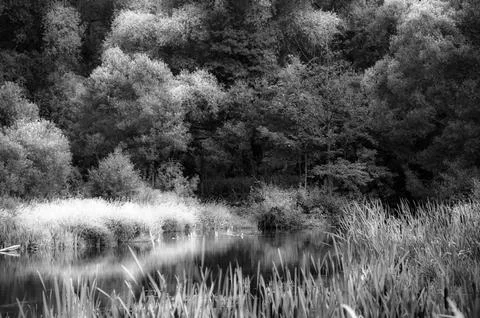 Black and white image of the river in the forest. Toned. Stock Photos