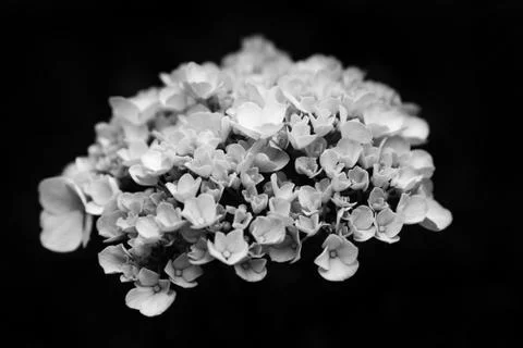 Black and white image of small flowers. Stock Photos