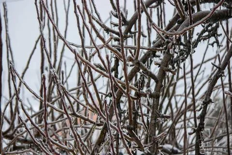 Black and white image of tangled tree branches and twigs Stock Photos