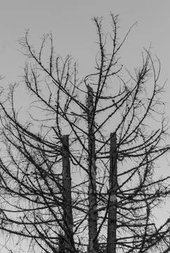Black and white image of three dry spruce trees without tops standing against Fotos Stock