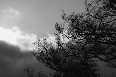 Black and white image of a tree silhouetted against the sky Stock Photos