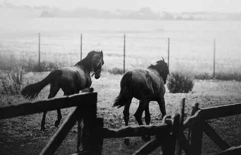 A black and white image of two horses running playfully in a field on a farm  Stock Photos