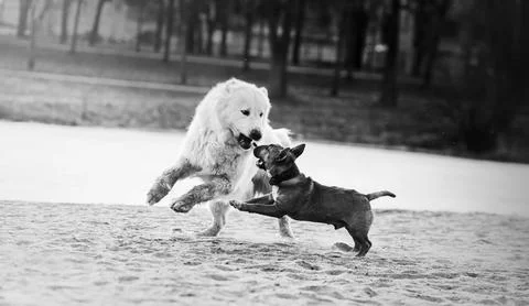 A black and white image of two dogs having fun playing on the beach. Fun pets Stock Photos