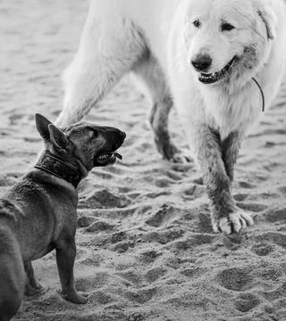 Black and white image of two dogs walking on the sand on the beach. Walking w Stock Photos