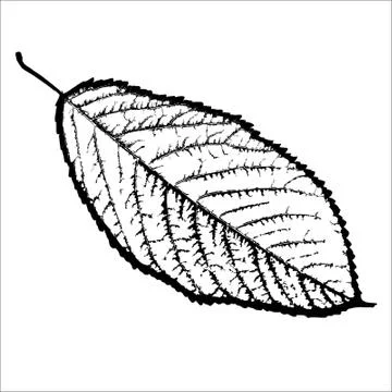 Black and white, isolated, leaf tree Stock Illustration