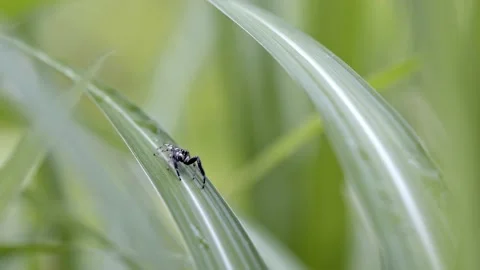 Black and white jumping spider on a blade of grass. Stock Footage 156370968