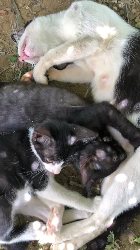 Black and white kitten dripping to mother Stock Footage 221209825