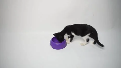 A black and white kitten is eating from a purple bowl on a white background. Stock Footage 313852691