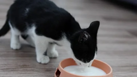 A black and white kitten enjoys milk from a bowl that is located on the floor Stock Footage 258786192