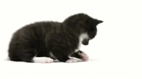 Black and white kitten Stock Footage 22664508